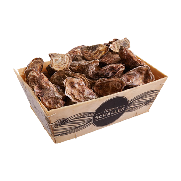 OYSTERS FINES DE CLAIRES  N3  24PC