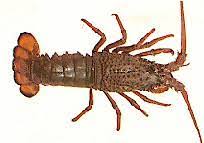 ROCK LOBSTER WHOLE 800+ PER KG